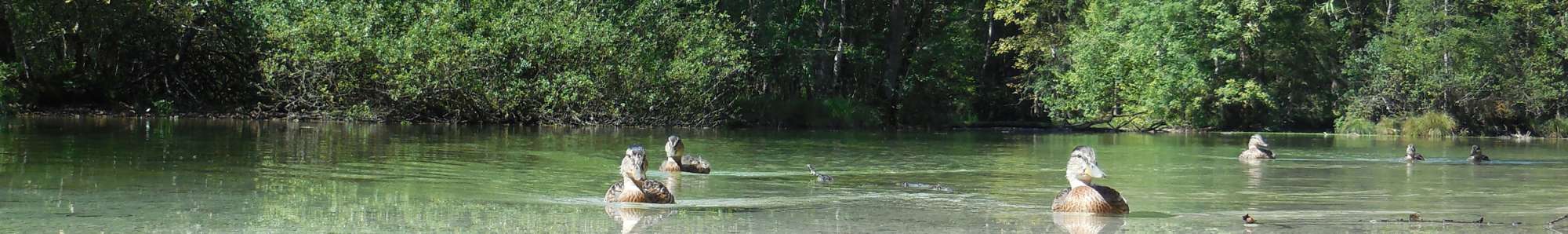 Enten auf der Koppenwinkellacke - Foto: Hansjörg Schenner